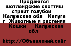 Продаются шотландские скоттиш страйт-голубой! - Калужская обл., Калуга г. Животные и растения » Кошки   . Калужская обл.